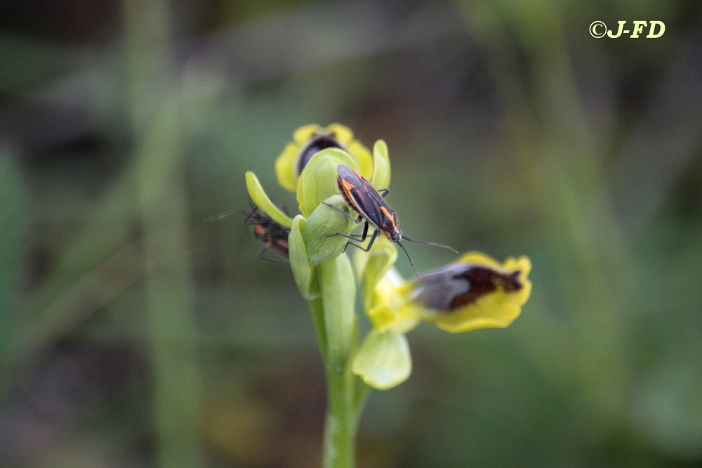 Miridae: Horistus orientalis